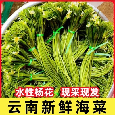 云南农家水性杨花菜海菜花新鲜蔬菜现摘大理特产洱海丽江野菜食材
