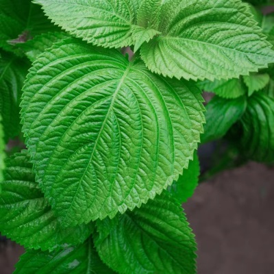 鲜苏子叶韩国烤肉叶日式料理叶新鲜紫苏叶食用蔬菜1斤包邮