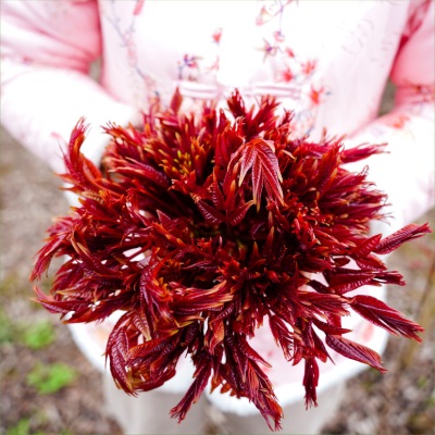 春季新鲜香椿芽食用露天产地采摘一斤装红香椿嫩芽叶供应批发