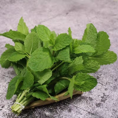 云南新鲜薄荷叶可食用薄荷留兰香泡水奶茶店装饰鸡尾酒烘焙可吃厂