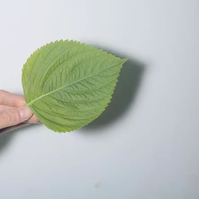 鲜苏子叶韩国烤肉叶日式料理叶新鲜紫苏叶食用蔬菜1斤包邮