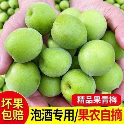 2026新鲜青梅鲜果福建诏安现摘深山鲜果生酸梅子水果泡酒散装5斤