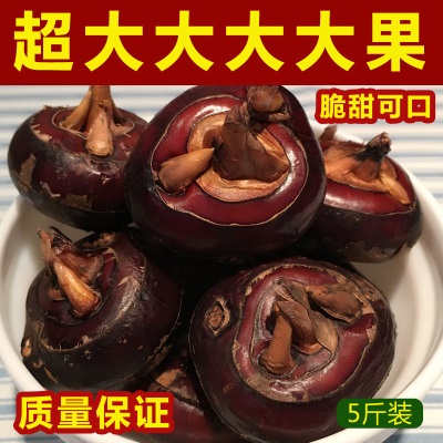 新鲜马蹄湖北农家荸荠特产带泥特大蔬菜地梨多汁地栗应季水果现挖