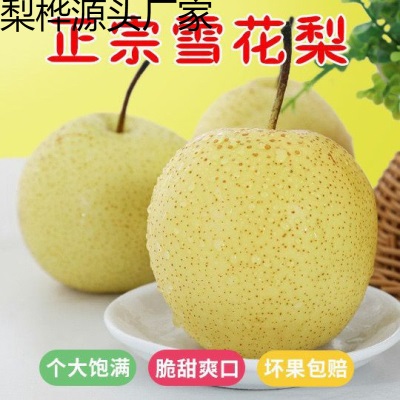 冰糖雪梨雪花梨当季新鲜水果梨子非皇冠梨鸭梨酥梨510斤包邮