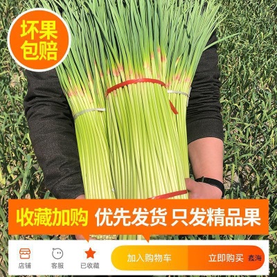 2025现摘新货新鲜蒜苔5-9斤蒜薹农家蒜毫自种蒜苗当季季蔬菜蒜心