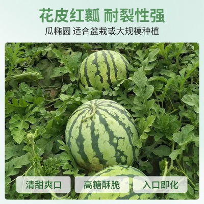 懒汉麒麟王8424西瓜种子籽超甜高产早熟薄皮西瓜王种子瓜果种子