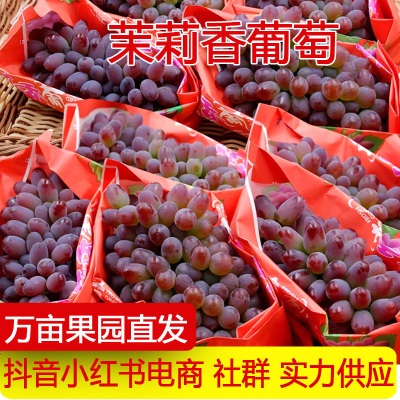 产地直发现摘茉莉香葡萄应季新鲜水果无籽葡萄红提子一件代发