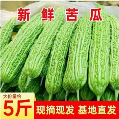 新鲜苦瓜5斤农家自种凉瓜苦瓜脆嫩营养蔬菜山东产地现摘现发当季