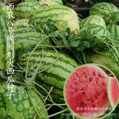 高产西农八号西瓜种子特大懒汉王西瓜种子超甜四季田园西瓜种子