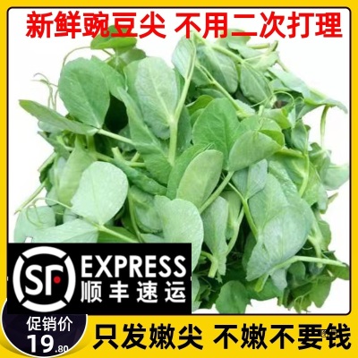 顺丰包邮现摘四川新鲜豌豆尖豌豆苗时令蔬菜应季蔬菜煮汤火锅食材