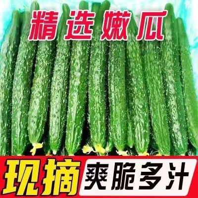 黄瓜现摘现发农家自种应季蔬菜新鲜美味生吃清脆爽口青瓜厂家批发