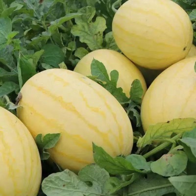 金皇后礼品西瓜种子黄皮早熟西瓜种籽改良版春夏季瓜果蔬菜种籽孑