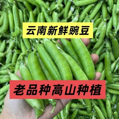 豌豆新鲜带壳云南云南高原长寿新鲜现摘露天甜脆水果蔬菜整箱