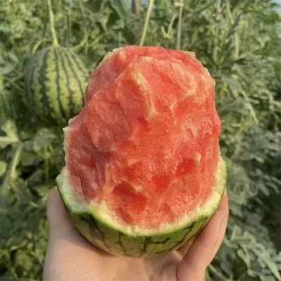 安徽小糖丸西瓜产地直发新鲜水果西瓜整件包邮当季小西瓜一件代发