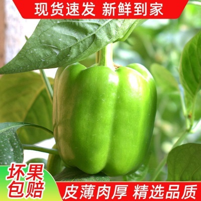 新鲜青椒圆椒甜椒不辣灯笼椒（发货后不退，破损丢件可补发）