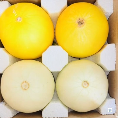 正宗黄河蜜瓜新鲜水果当季水果黄金冰糖网纹哈密瓜香甜瓜