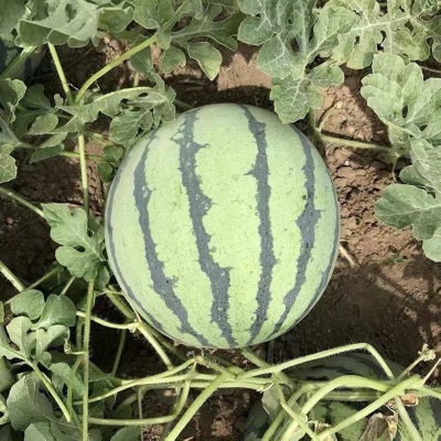 早佳8424西瓜种子早熟南方新品种大甜西瓜子种子盆栽