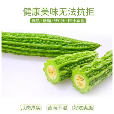 新鲜苦瓜5斤农家自种凉瓜苦瓜脆嫩营养蔬菜山东产地现摘现发当季