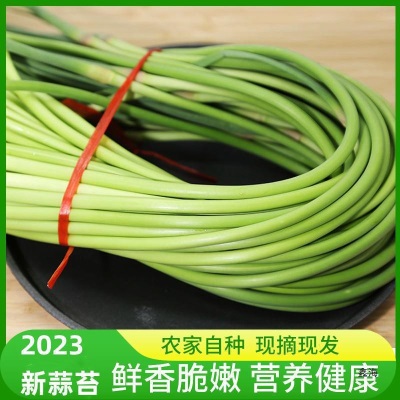 种现摘蒜苔蔬菜当季蒜毫蒜苗农家应季5蒜心蒜薹斤20251斤新鲜自