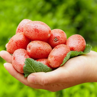 云南新鲜羊奶果大果热带时令孕妇水果稀有牛奶果新鲜摘纯甜口现货