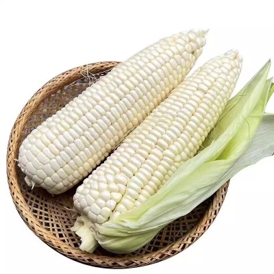 广西现摘冰糖白糯水果玉米生吃棒子新鲜水果即食金银甜嫩糯代餐