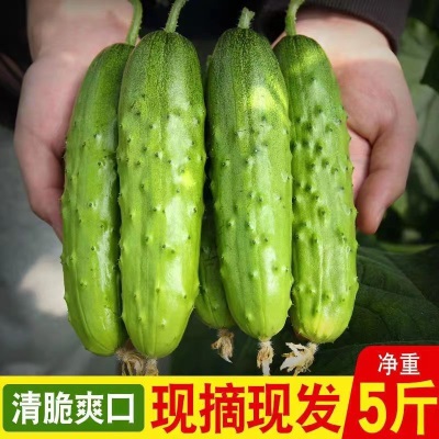 新鲜头茬东北旱黄瓜刺黄瓜小青瓜甜脆可口农村味道现摘现发