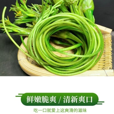 云南农家水性杨花菜海菜花新鲜蔬菜现摘大理特产洱海丽江野菜食材