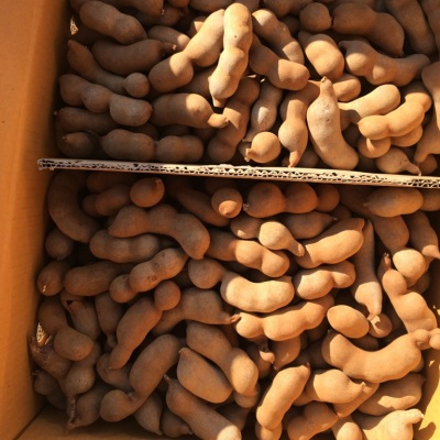 批发20斤新鲜带壳水果甜角甜酸角果铺蜜饯零食罗望子电商直发