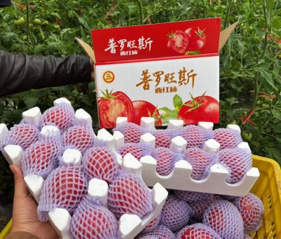 陕西普罗旺斯西红柿新鲜水果番茄现摘西红柿当季泾阳普罗旺斯番茄