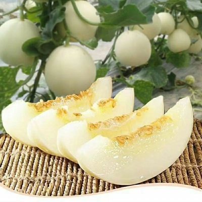 源头一件代发云南当季新鲜水果脆甜多汁薄皮蜜瓜小蜜蜂甜瓜香瓜