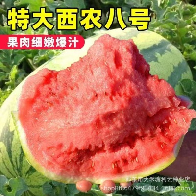 高产西农八号西瓜种子特大懒汉王西瓜种子超甜四季田园西瓜种子