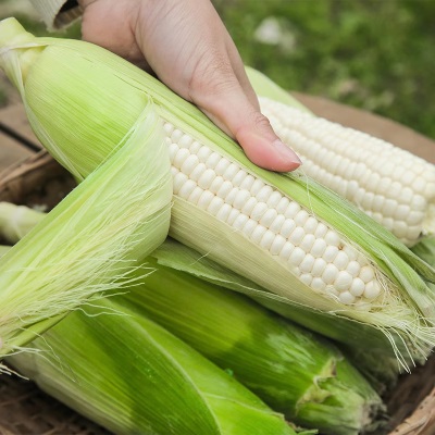 广西现摘冰糖白糯水果玉米生吃棒子新鲜水果即食金银甜嫩糯代餐