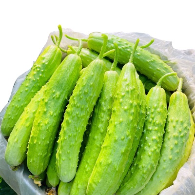 一件代发现摘水果小黄瓜3斤5斤整箱新鲜黄瓜甜脆生吃海阳白玉黄瓜