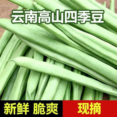 【现摘】云南露天四季豆新鲜时令便宜无筋豆芸豆新鲜蔬菜