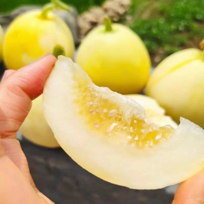 山东小蜜蜂甜瓜蜜罐甜瓜星甜20白糖罐脆甜奶香甜瓜头茬现摘5斤