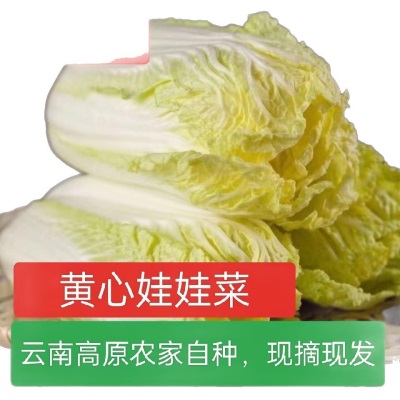 黄心娃娃菜高山娃娃菜新鲜生吃鲜嫩脆甜火锅菜黄心新鲜蔬菜农家菜
