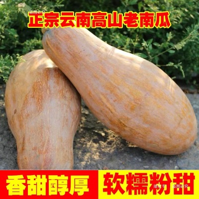 云南老南瓜农家自种当季新鲜粉面甜糯小宝宝辅食整箱蒸煮密本南瓜
