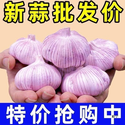 山东新鲜大蒜批发降价带头大蒜头金乡子大紫皮干蒜红皮