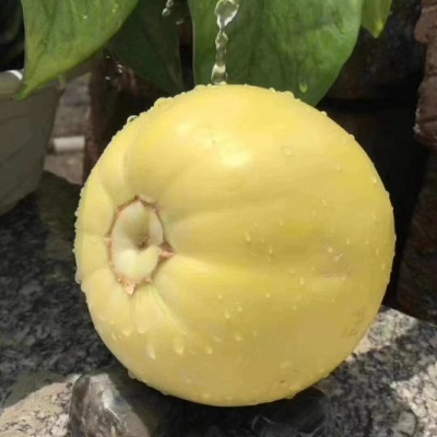 山东小蜜蜂甜瓜蜜罐甜瓜星甜20白糖罐脆甜奶香甜瓜头茬现摘5斤
