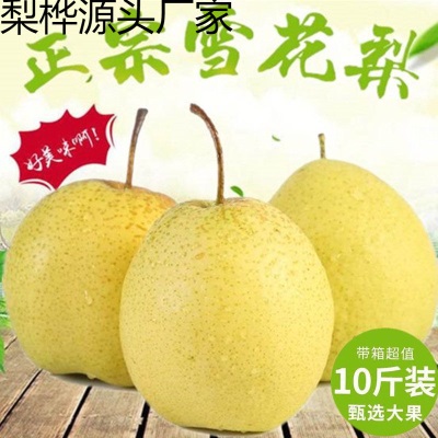 冰糖雪梨雪花梨当季新鲜水果梨子非皇冠梨鸭梨酥梨510斤包邮