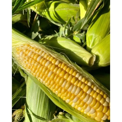 水果玉米黄甜水果玉米10斤蔬菜新鲜现摘甜玉米超甜即食玉米代