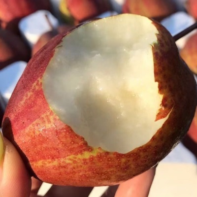 正宗陕西彩虹梨9斤整箱当季新鲜水果薄皮梨子10批发包邮5斤红皮梨