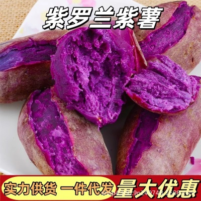 25年广西紫罗兰当季新鲜紫薯粉糯香甜农家自种沙地紫心红薯番薯仔