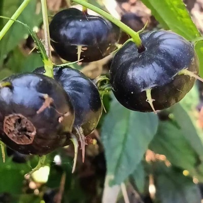 【鲜果尝鲜】云南红果参新鲜现摘大果当季水果蜘蛛果整箱批发