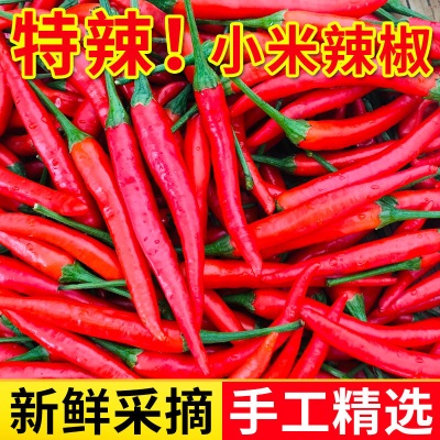 特辣朝天辣椒小米椒指薄皮新鲜小米批发农家自种商用包邮红椒辣椒