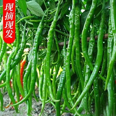 辣椒新鲜特辣3-5斤自家种植青线椒蔬菜新鲜辣椒细辣椒尖椒批发