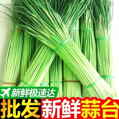 种现摘蒜苔蔬菜当季蒜毫蒜苗农家应季5蒜心蒜薹斤20251斤新鲜自
