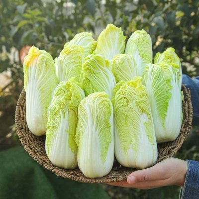 云南高原露天娃娃菜新鲜小娃娃黄心娃娃菜菜挖火锅蔬菜农家自种