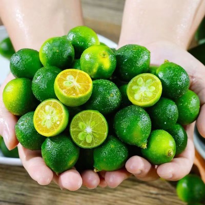 海南小金桔10斤新鲜水果当应季青金桔柠檬百香整箱包邮小青柠青桔