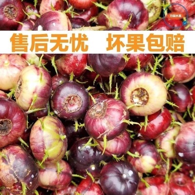 【鲜果尝鲜】云南红果参新鲜现摘大果当季水果蜘蛛果整箱批发